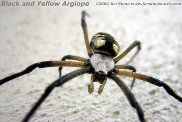 large female argiope spider