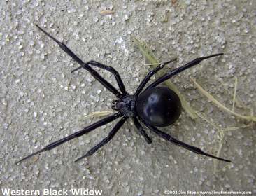 female western black widow spider