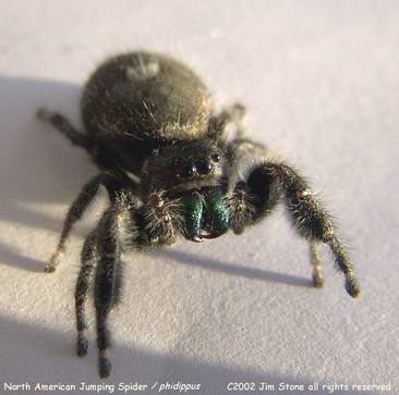 phidippus audax jumping spider