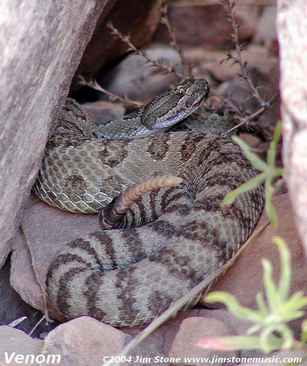 coiled rattlesnake