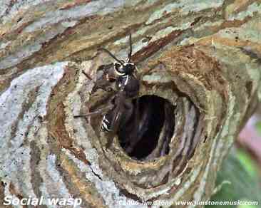 female social wasp