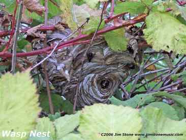 wide view of wasp nest
