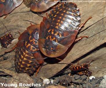 picture of juvenile roaches