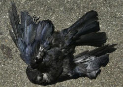 Wondering About Those Dead Birds? It's Government Culling